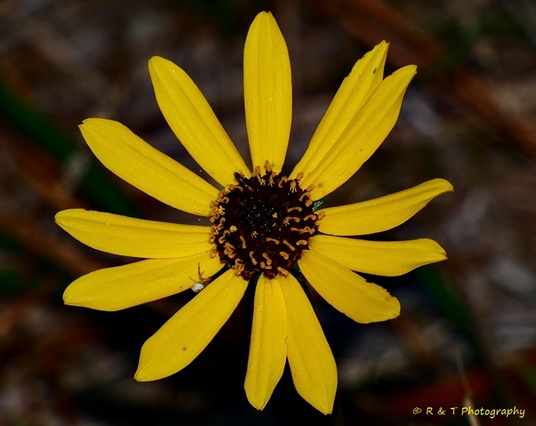 {Helianthus angustifolius}